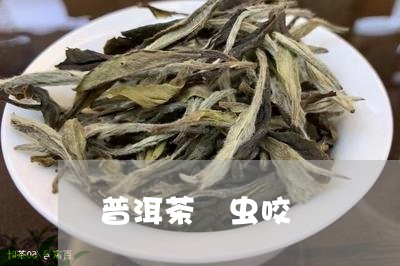 普洱茶 虫咬/2023042645336